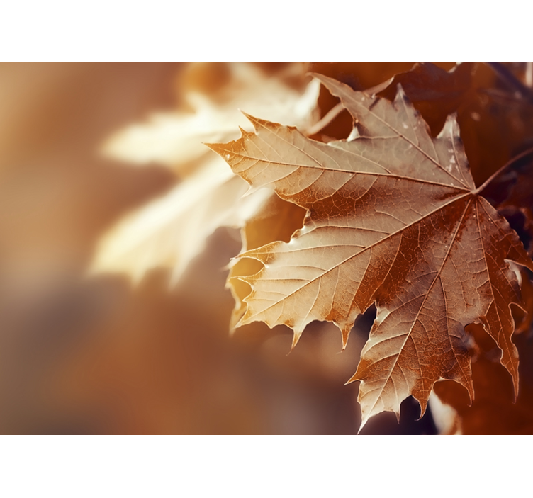 Jesenné lístie fototapeta - Tenstickers