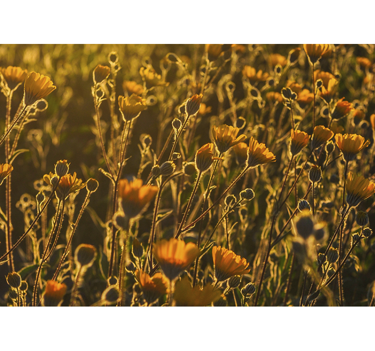 fototapeta kvety zlato kvitnúca flóra - Tenstickers