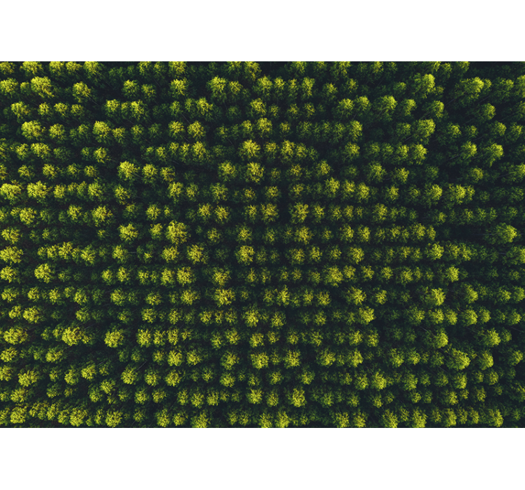 Fototapety na stenu priroda zelené listy v prírode - Tenstickers