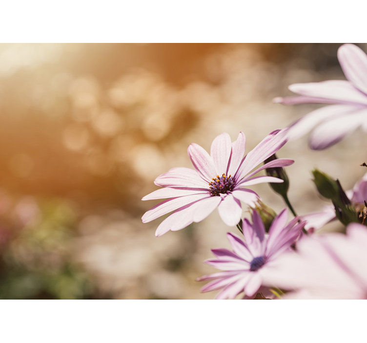 Krásne sedmokrásky ružová nástenná maľba - Tenstickers