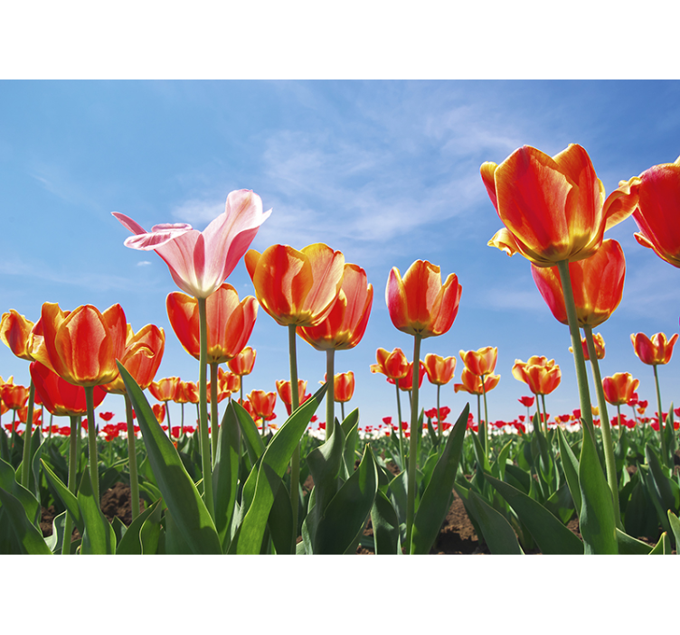 Fototapeta kvety Živý tulipánový lúk - Tenstickers