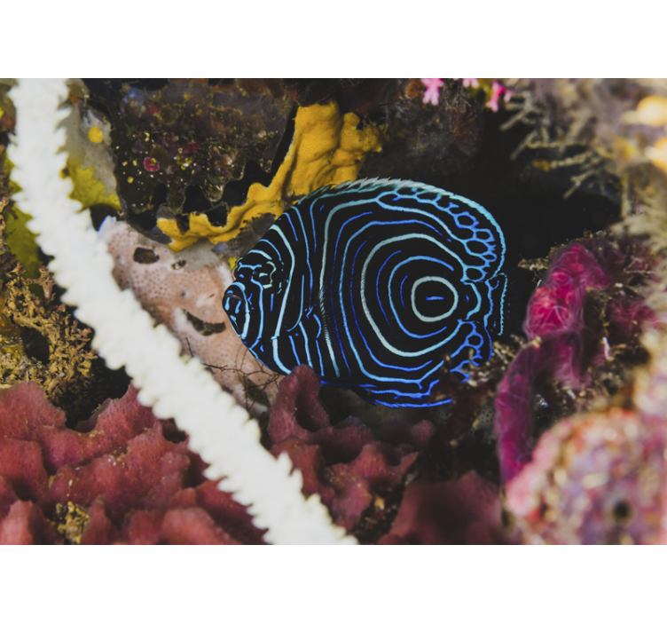 Fototapety so zvieratami modré rybie vzory - Tenstickers