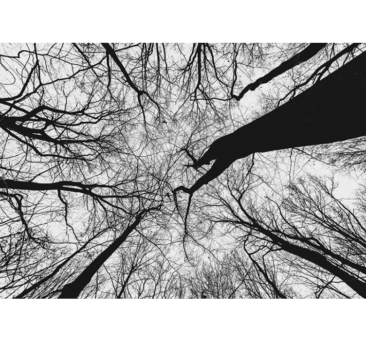 Fototapeta stromy prepletené siluety konárov - Tenstickers