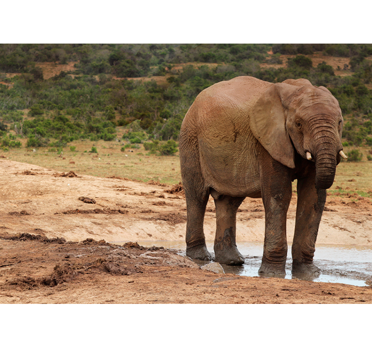 fototapety so zvieratami stretnutie so slonmi - Tenstickers