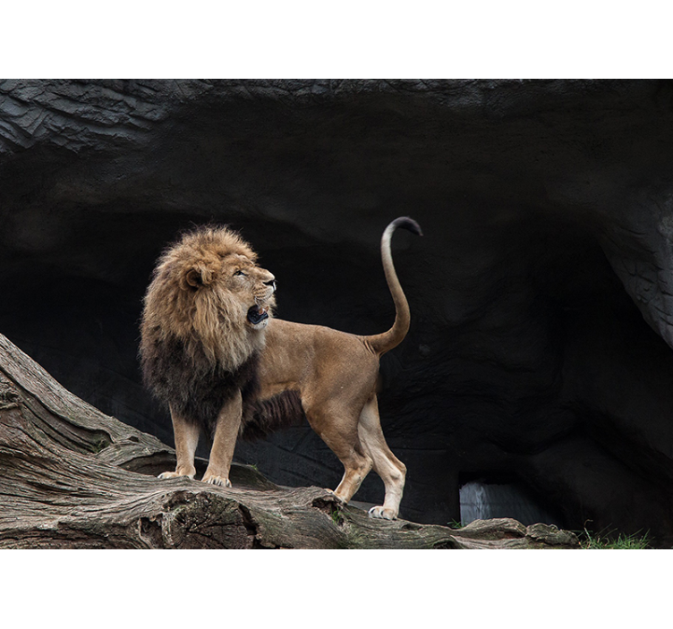 fototapeta lev majestátny leví portrét - Tenstickers