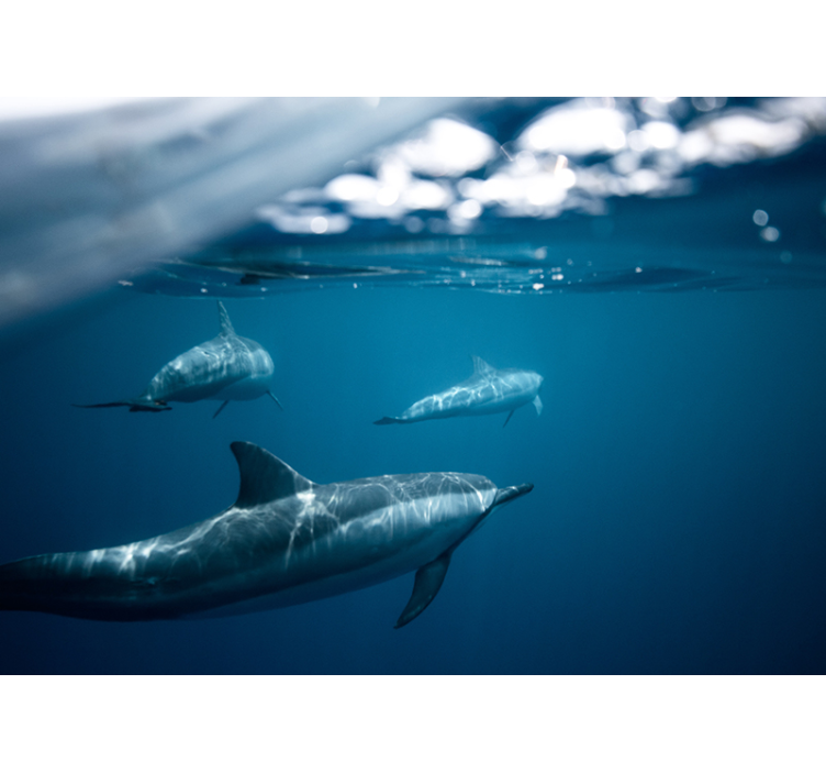 Delfíny plávanie 3d fototapeta - Tenstickers