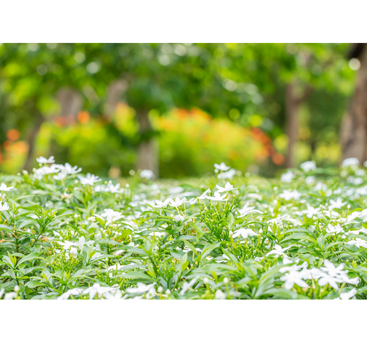 Fototapeta kvety bohaté biele kvety - Tenstickers