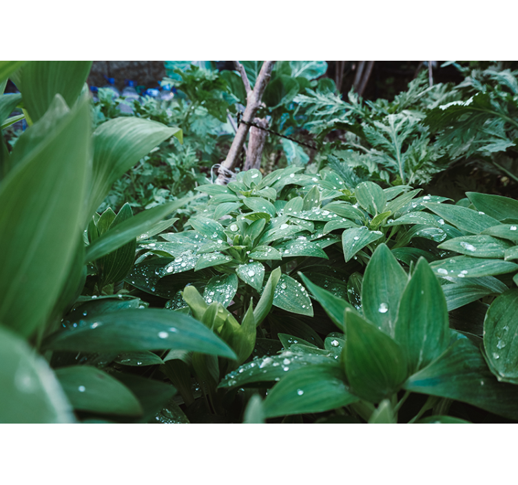 fototapety na stenu priroda textúra sviežej zelene - Tenstickers