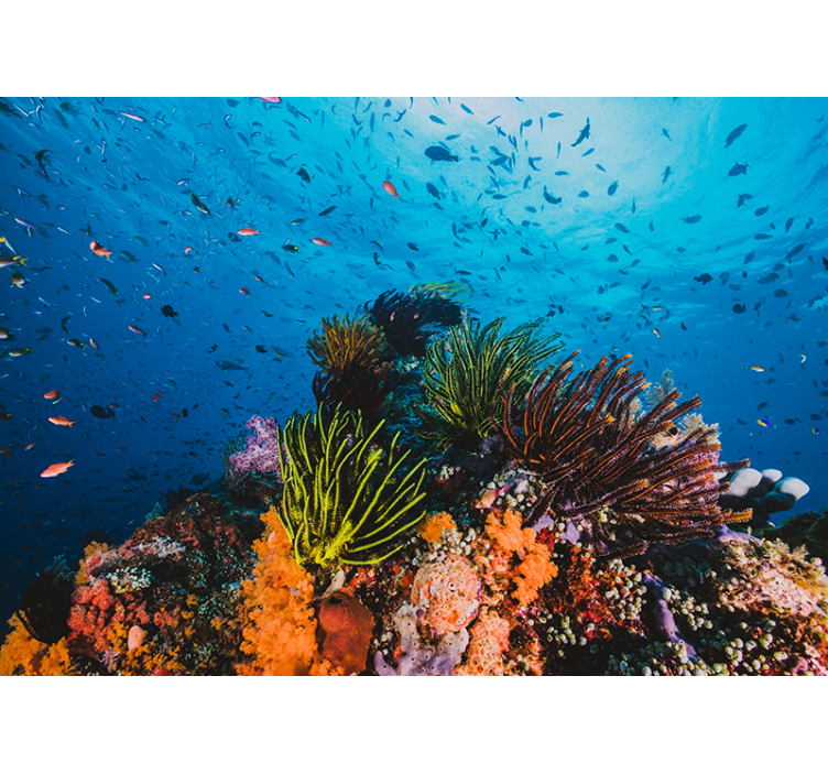 Fototapety more podvodný koralový raj - Tenstickers