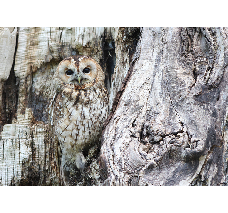 fototapety so zvieratami portrét múdrej sovy - Tenstickers