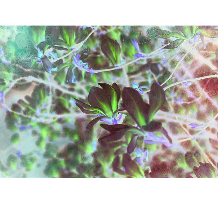 fototapeta orchidea explózia kvetu magnólie - Tenstickers