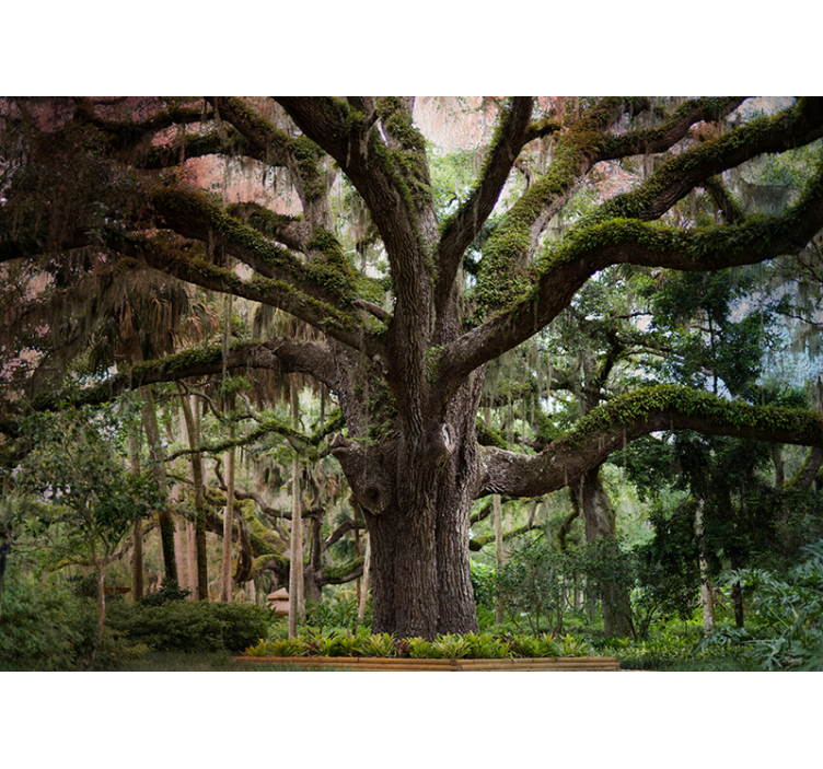 fototapety na stenu les majestátny dub - Tenstickers