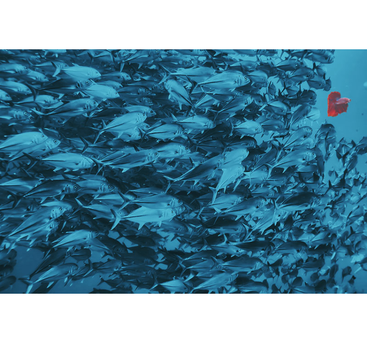 Fototapety so zvieratami podvodná škola rýb - Tenstickers