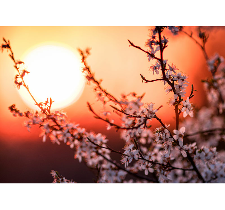 fototapeta kvety kvetinový obraz pri západe slnka - Tenstickers