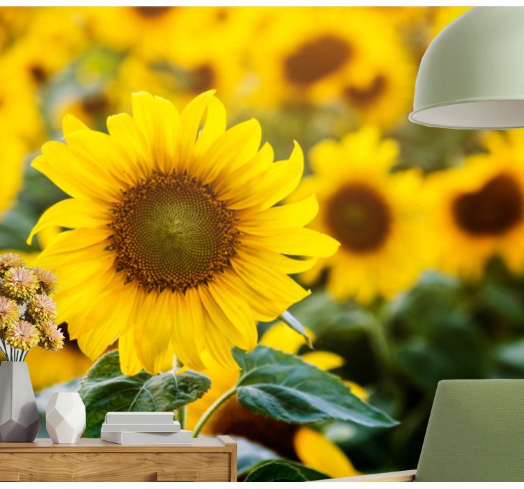 Fototapeta kvety pole slnečníc v plnom kvete - Tenstickers