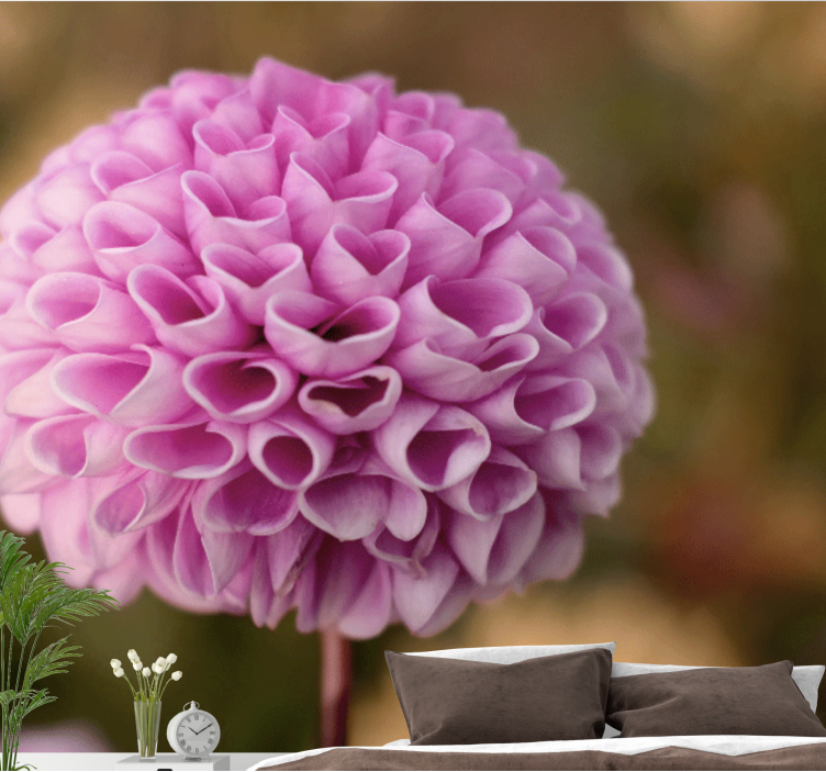 Fototapeta kvety ružová kvetinová guľa - Tenstickers