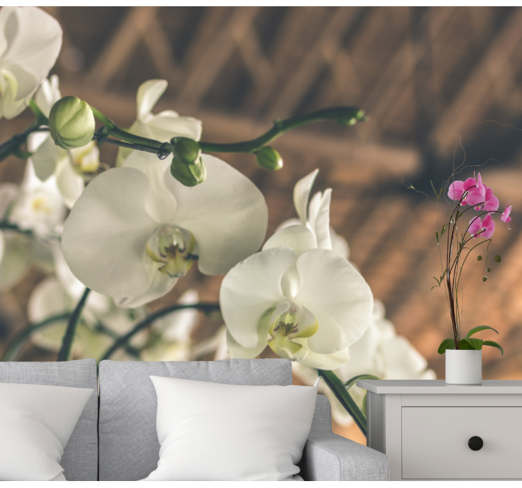 Fototapeta orchidea elegantné orchideové kvety - Tenstickers
