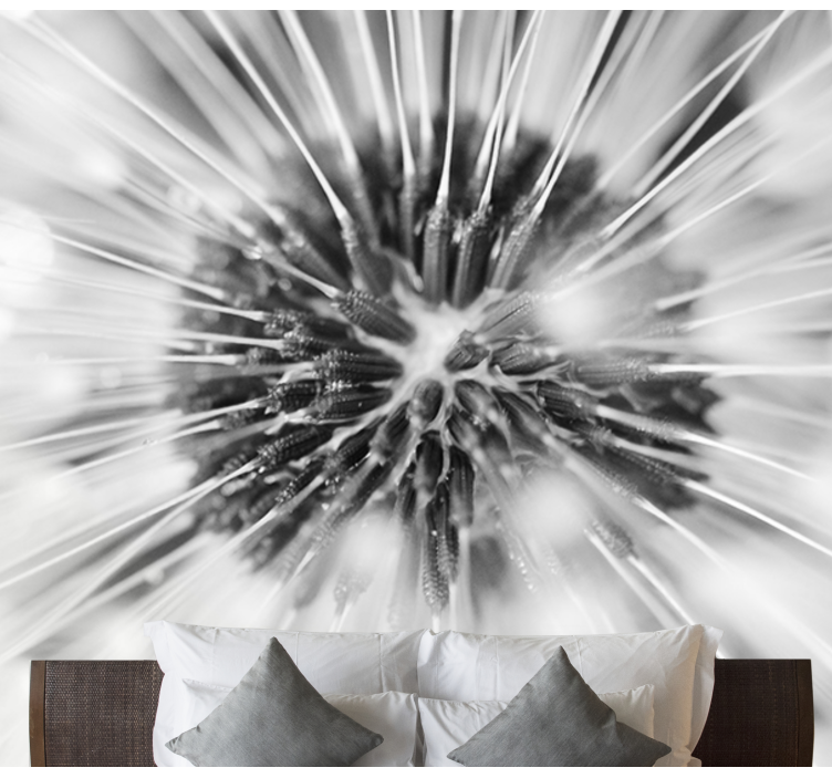 fototapeta pupava prasknutie semien púpavy - Tenstickers