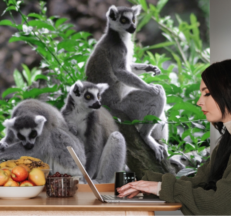 Lemury voľne žijúcich živočíchov madagaskar afrika - Tenstickers