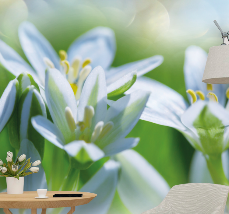 Fototapeta lúka nádherných snežienok - Tenstickers