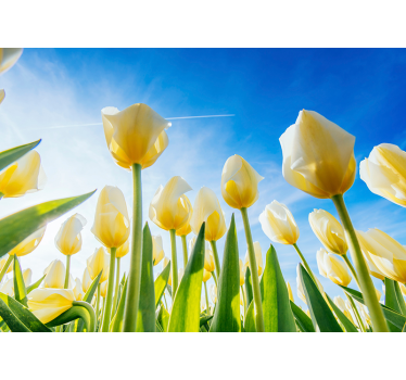 Biely tulipán krajina kvetina nástenná maľba - Tenstickers