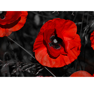 Kvet mak kvety tapety fotografie - Tenstickers