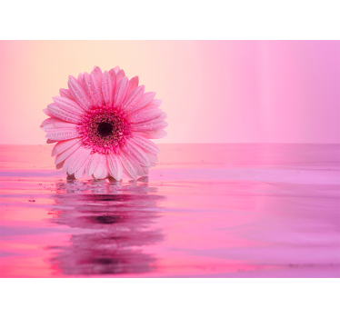 Ružová gerbera kvety nástenná tapeta - Tenstickers