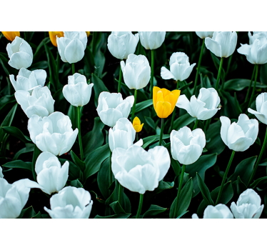 fototapeta kvety kvitnú biele tulipány - Tenstickers