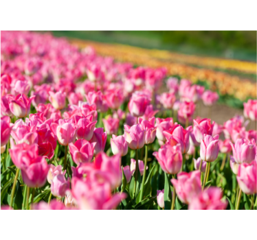 fototapeta tulipány pulzujúce kvitnúce pole - Tenstickers