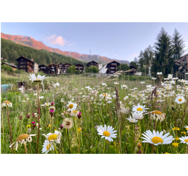 Fototapeta kvety pohľad na kvetinovú lúku - Tenstickers