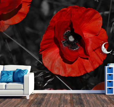 Kvet mak kvety tapety fotografie - Tenstickers