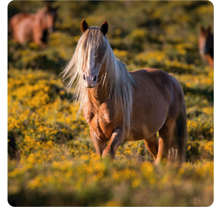 Béžový kôň moderná dráha - Tenstickers