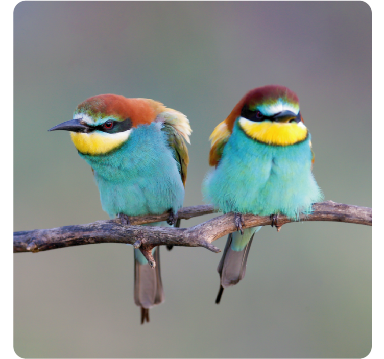 Moderná podtácka s farebnými vtákmi na vetve - Tenstickers