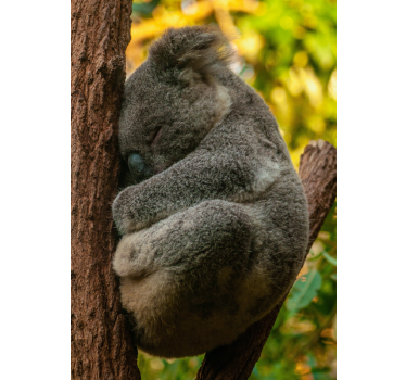 plagát do spálne mladých koala spí - Tenstickers