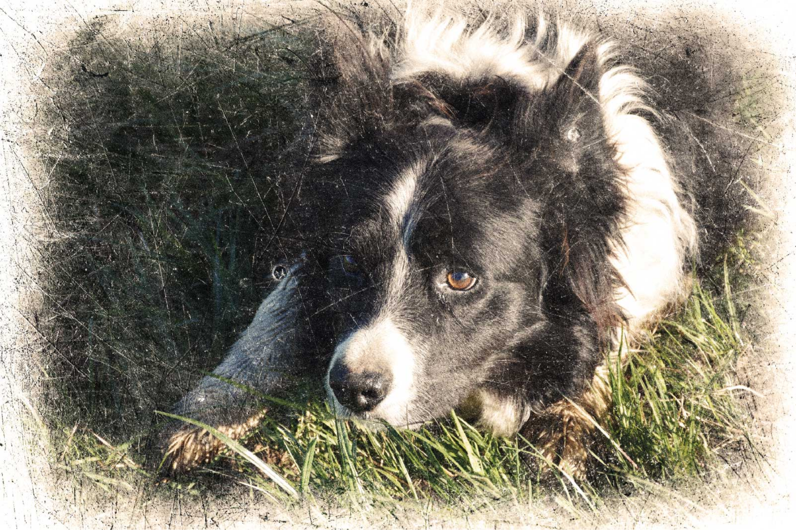 plagát iných zvierat vlastný vintage efekt - Tenstickers