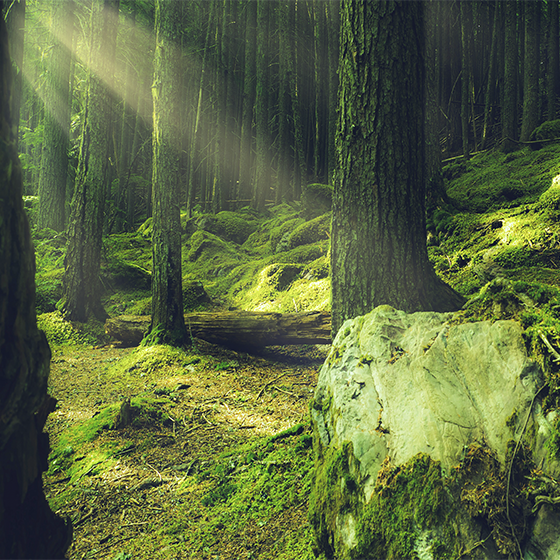 Plagát na izbu prírodné skaly s machom v lese - Tenstickers