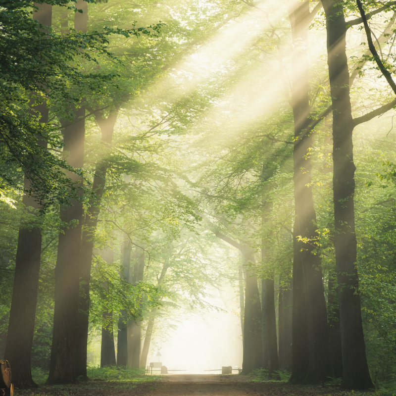 Plagát na izbu zelený les so slnkom - Tenstickers