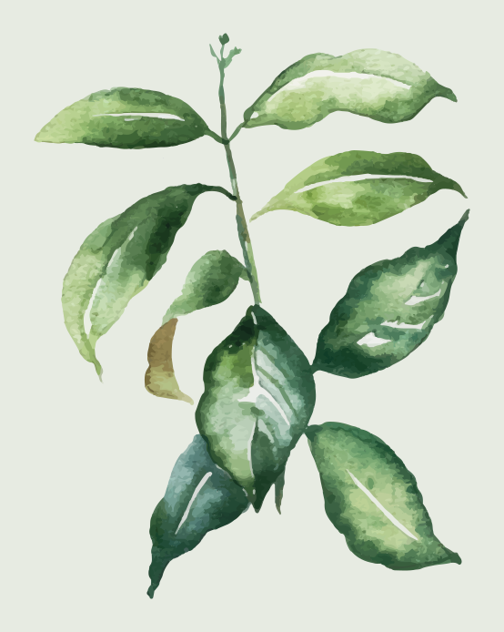 Plagát kvety a rastliny limetkový palmový list - Tenstickers