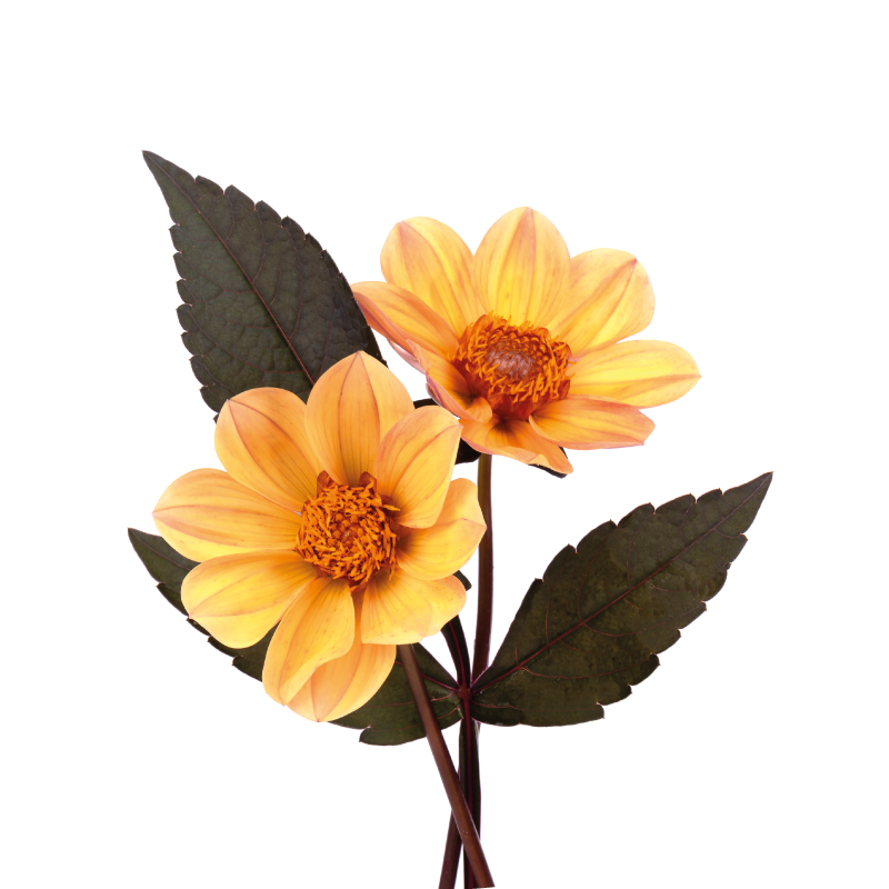 Plagát kvety a rastliny dve kvety - Tenstickers