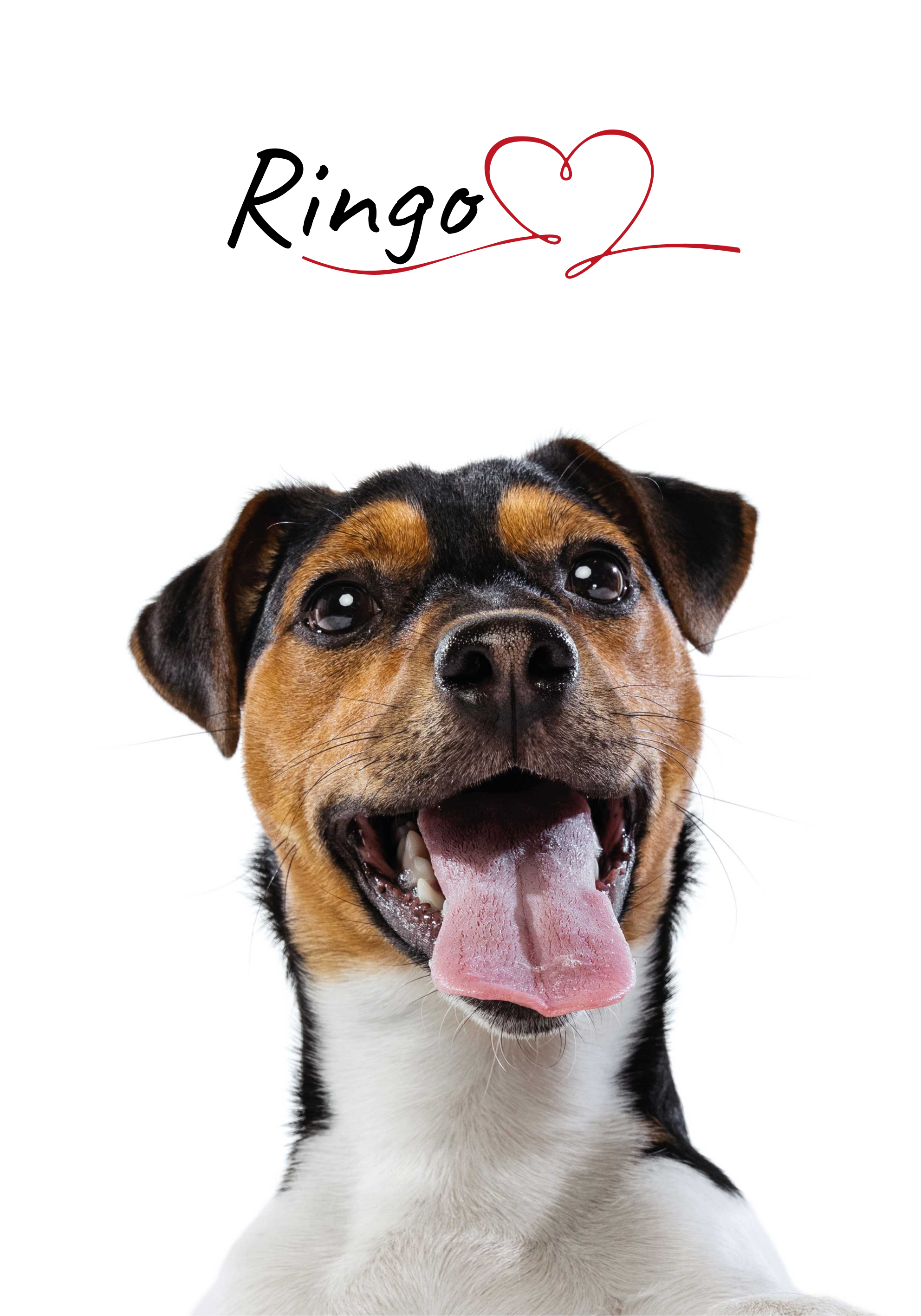 Vlastný plagát lásky pre psov na stenu - Tenstickers