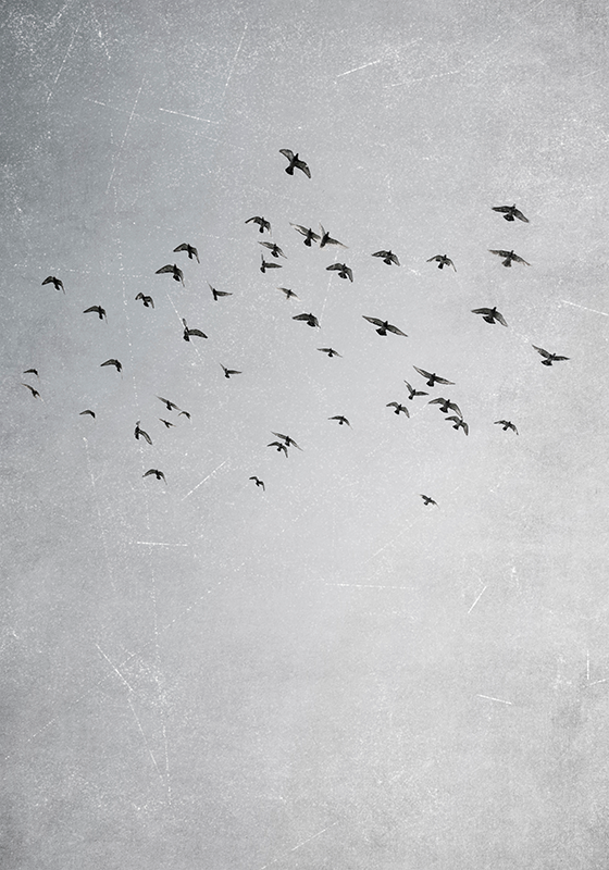 plagát iných zvierat lietajúce vtáky - Tenstickers