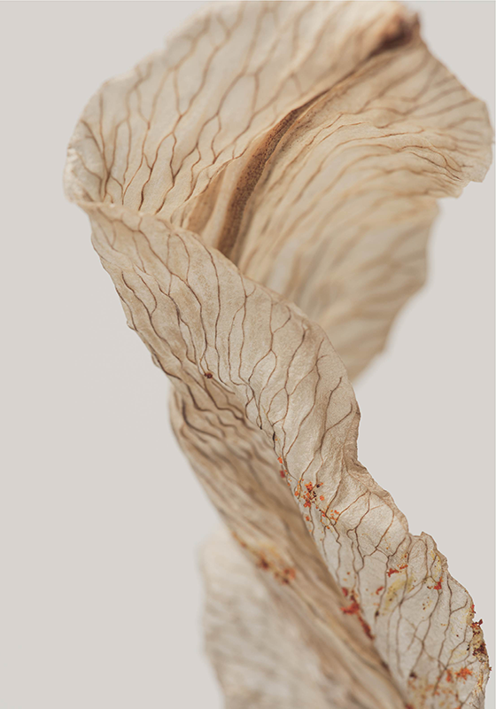 minimalistický plagát makrofotografia listu - Tenstickers