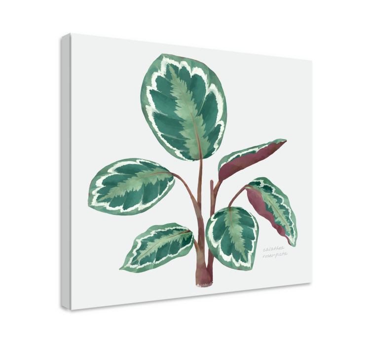 Rastlinné plagáty z rastliny calathea - Tenstickers