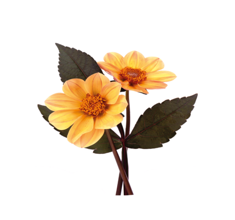 žlté kvety a čierne listy kruhový koberec - Tenstickers