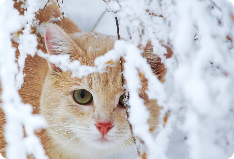 Vinylové koberce zvieratá mačka so stalaktitom - Tenstickers