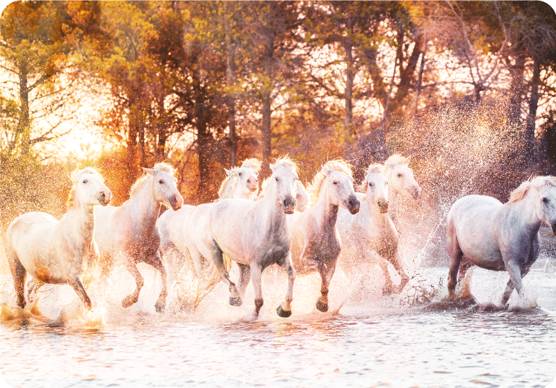 Vinylové koberce zvieratá divoké kone pri západe slnka - Tenstickers
