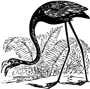 Vinylové koberce zvieratá plameniak s papraďami - Tenstickers