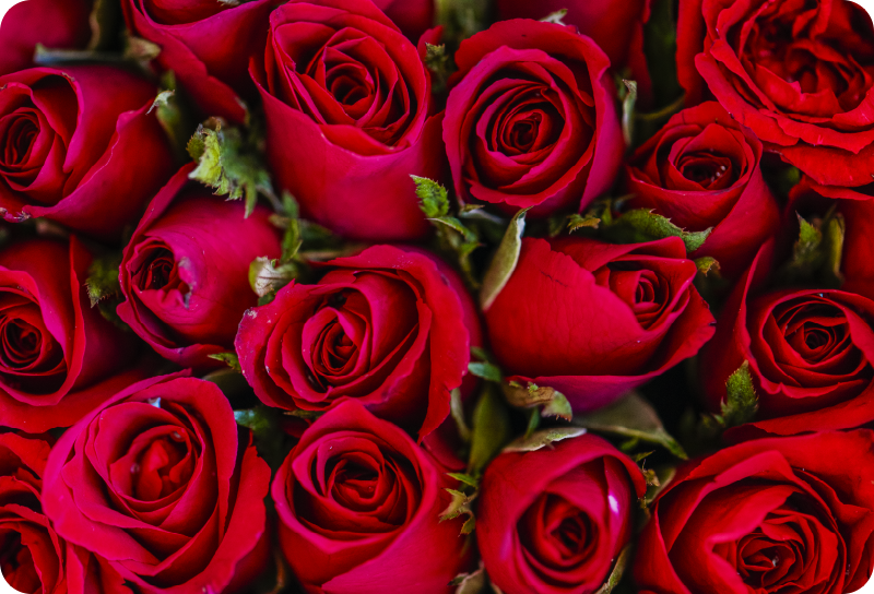 Vinylový koberec s kvetmi v červenom štýle - Tenstickers