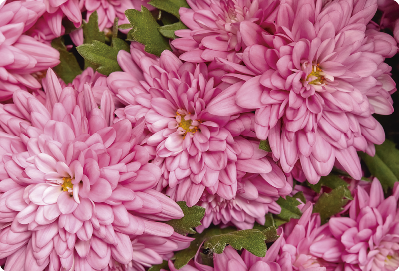 Vinylový koberec s kvetmi ružového jara - Tenstickers