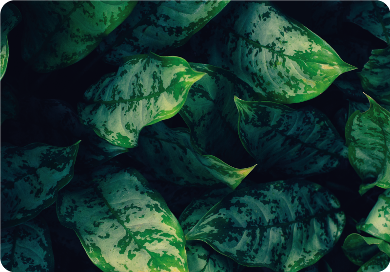 Vinylový koberec s kvetmi listy maranty - Tenstickers